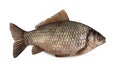 Crucian carp