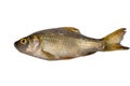 Crucian carp Royalty Free Stock Photo