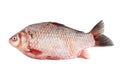 Crucian carp Royalty Free Stock Photo