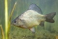 crucian carp Carassius carassius in the beautiful clean pound