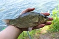 Crucian carp caught in his hand