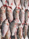 Crucian carp fish freshly caught cut stripes on the trunk Royalty Free Stock Photo