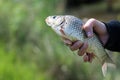 Crucian, carp fish in hand Royalty Free Stock Photo