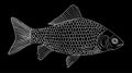 Crucian carp fish hand drawn, white contour on black background. River fish with scale, gills. Vector illustration