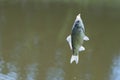 Crucian, carp fish on a hook Royalty Free Stock Photo