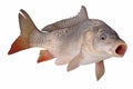 Crucian carp fish isolate Royalty Free Stock Photo