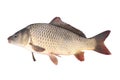 Crucian carp fish isolate Royalty Free Stock Photo