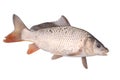 Crucian carp fish isolate Royalty Free Stock Photo