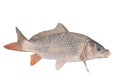 Crucian carp fish isolate Royalty Free Stock Photo