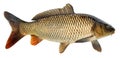 Crucian carp fish isolated. Side view, raised fins. Isolated Royalty Free Stock Photo