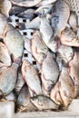 Crucian carp freshwater fish. Fresh alive fish in box. Restaurant organic food fishmarket concept. Royalty Free Stock Photo