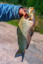 Crucian carp. The hand of a fisherman who is holding a large fish