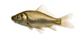 Crucian carp swimming, Carassius carassius,