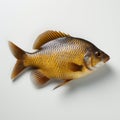 Crucian crap fish on white background