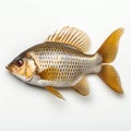 Crucian crap fish on white background