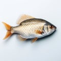 Crucian crap fish on white background