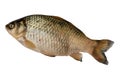 Crucian fish