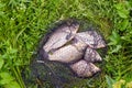 Crucian fish in a cage or a fish tank on green grass. Royalty Free Stock Photo