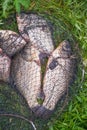 Crucian fish in a cage or a fish tank on green grass. Royalty Free Stock Photo