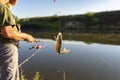 Crucian fish caught on bait by the lake, hanging on a hook on a fishing rod, in the background an angler catching fishes. Royalty Free Stock Photo