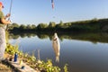 Crucian fish caught on bait by the lake, hanging on a hook on a fishing rod, in the background an angler catching fishes. Royalty Free Stock Photo