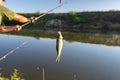 Crucian fish caught on bait by the lake, hanging on a hook on a fishing rod, in the background a man throwing a fishing pole. Royalty Free Stock Photo