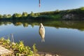 Crucian fish caught on bait by the lake, hanging on a hook on a fishing rod, sunny morning. Royalty Free Stock Photo
