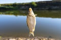 Crucian fish caught on bait by the lake, hanging on a hook on a fishing rod, sunny morning. Royalty Free Stock Photo