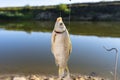 Crucian fish caught on bait by the lake, hanging on a hook on a fishing rod, sunny morning. Royalty Free Stock Photo