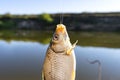 Crucian fish caught on bait by the lake, hanging on a hook on a fishing rod, sunny morning. Royalty Free Stock Photo