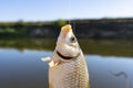 Crucian fish caught on bait by the lake, hanging on a hook on a fishing rod, sunny morning.