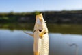 Crucian fish caught on bait by the lake, hanging on a hook on a fishing rod, sunny morning. Royalty Free Stock Photo