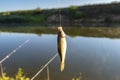 Crucian fish caught on bait by the lake, hanging on a hook on a fishing rod, sunny morning. Royalty Free Stock Photo