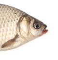 Crucian fish isolated white background