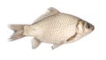 Crucian fish isolated white background