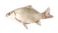 Crucian fish isolated white background