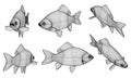 Crucian fish polygonal lines illustration.