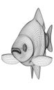 Crucian fish polygonal lines illustration.