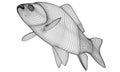 Crucian fish polygonal lines illustration.