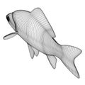 Crucian fish polygonal lines illustration.