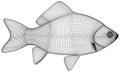 Crucian fish polygonal lines illustration.
