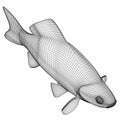 Crucian fish polygonal lines illustration.