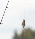 Crucian on a fishing rod hook Royalty Free Stock Photo