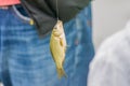 Crucian on hook Royalty Free Stock Photo