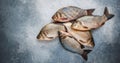 Crucians. Freshly caught raw fish on a gray concrete or stone background. Selective focus, top view and copy space