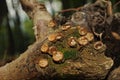 Crucibulum laeve fungus Royalty Free Stock Photo