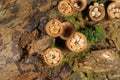 Crucibulum laeve fungus Royalty Free Stock Photo