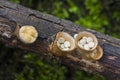 Crucibulum laeve , growing on a log Royalty Free Stock Photo