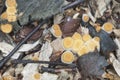 Crucibulum laeve mushrooms Royalty Free Stock Photo