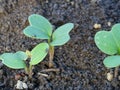 Cruciferous fleas on plants, loss of rapeseed crop